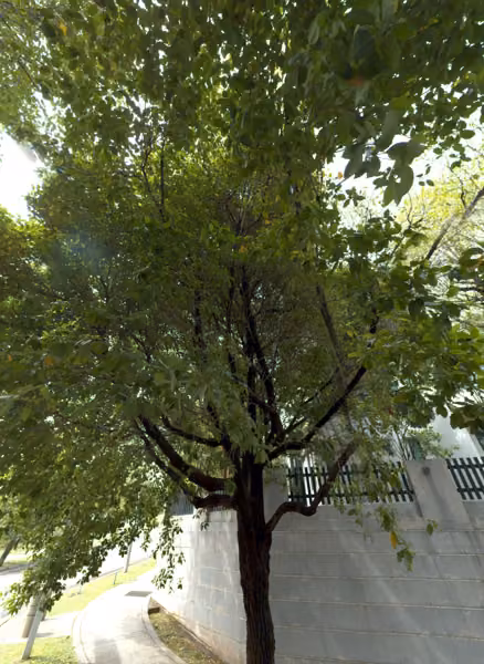 tree photo