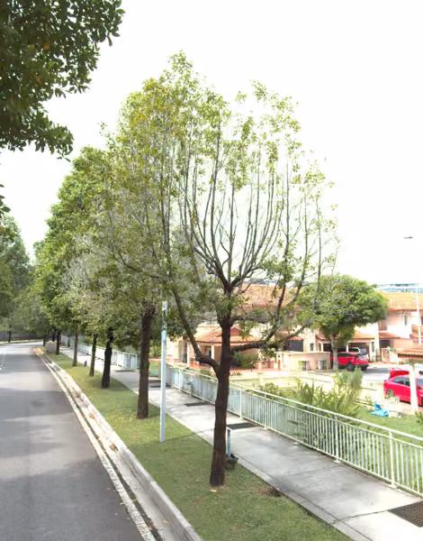 tree photo