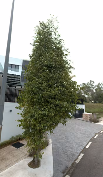 tree photo