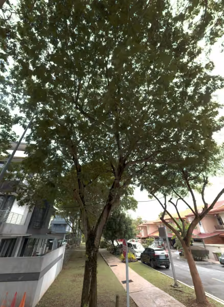 tree photo