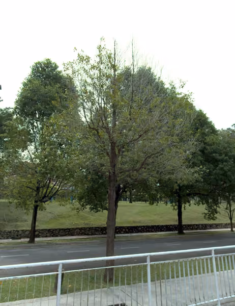 tree photo