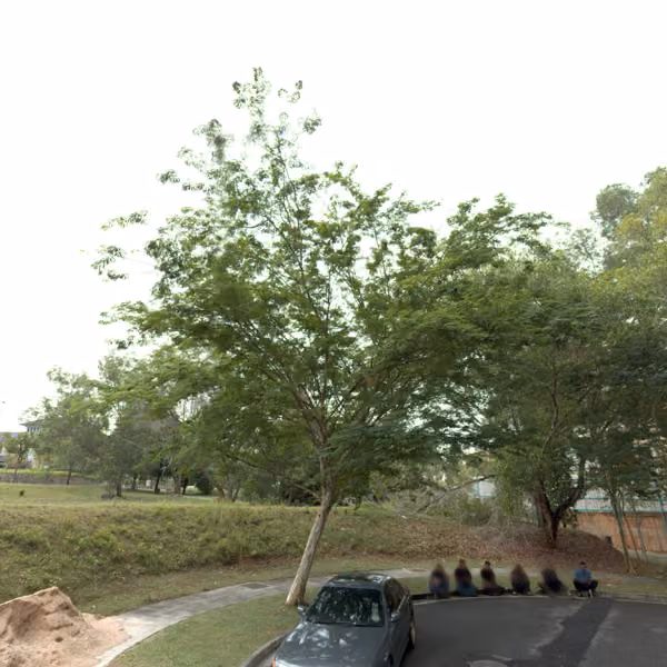 tree photo