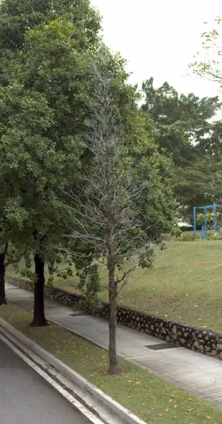 tree photo