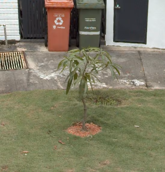 tree photo