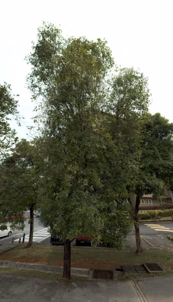 tree photo