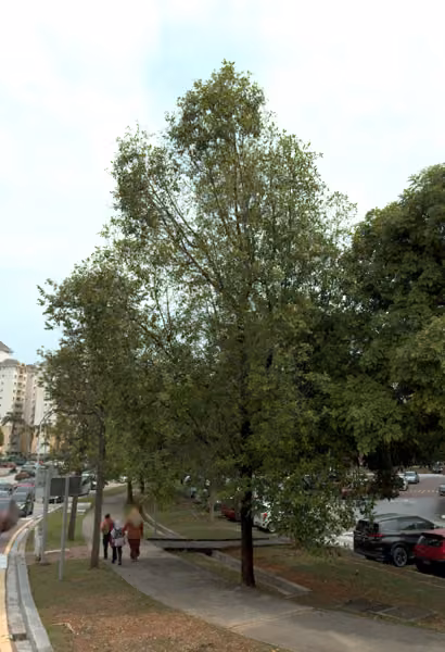 tree photo