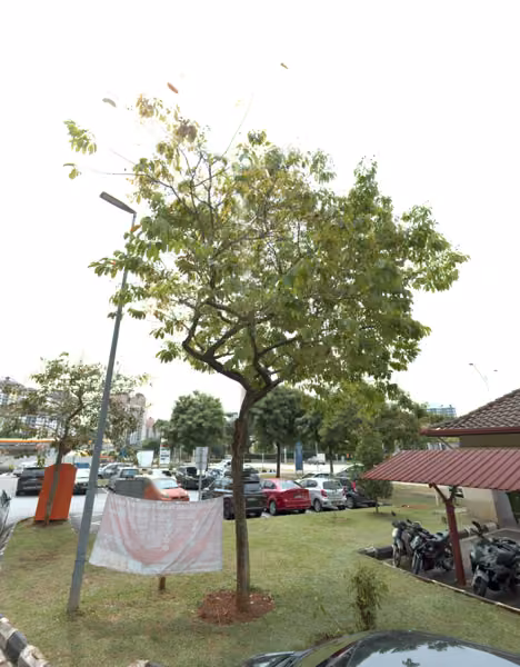 tree photo