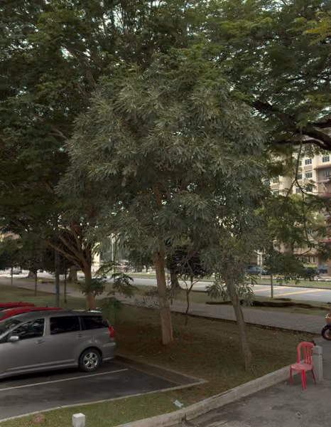 tree photo