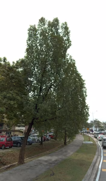 tree photo