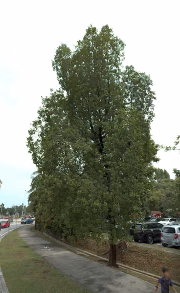 tree photo
