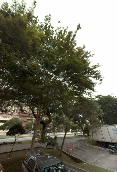 tree photo