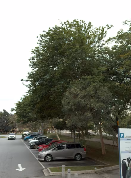 tree photo