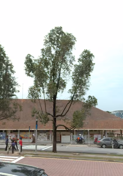 tree photo