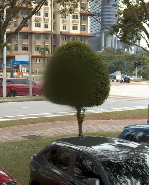 tree photo