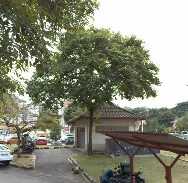 tree photo
