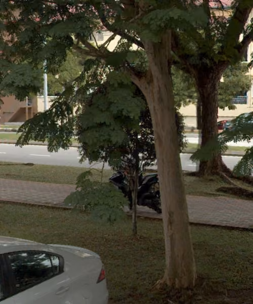 tree photo