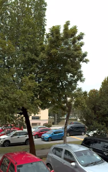 tree photo