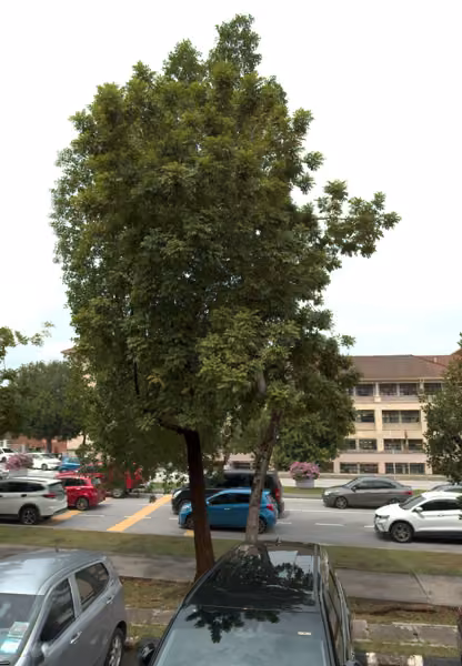 tree photo