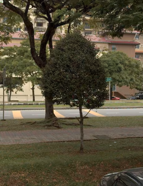 tree photo