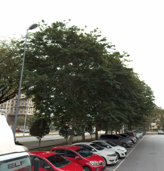 tree photo