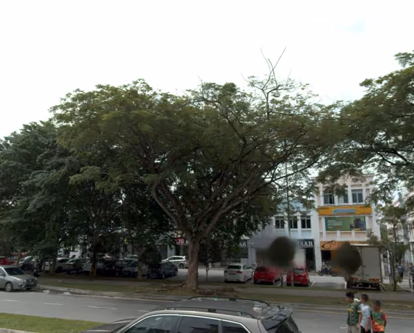 tree photo