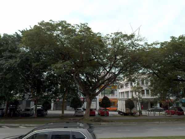 tree photo