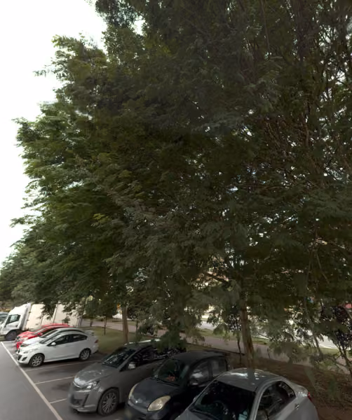 tree photo