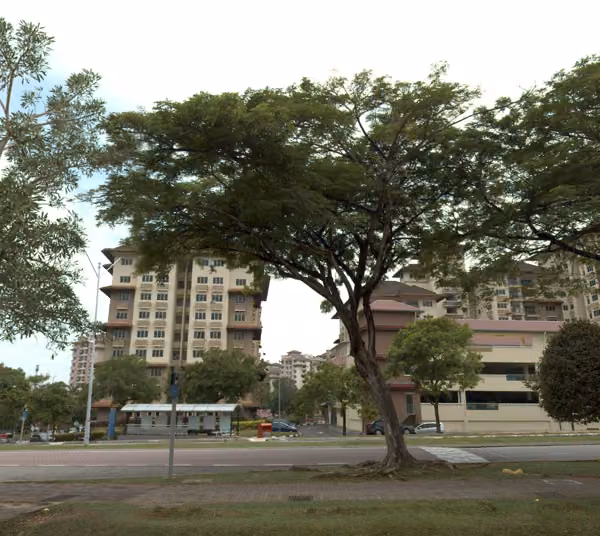 tree photo