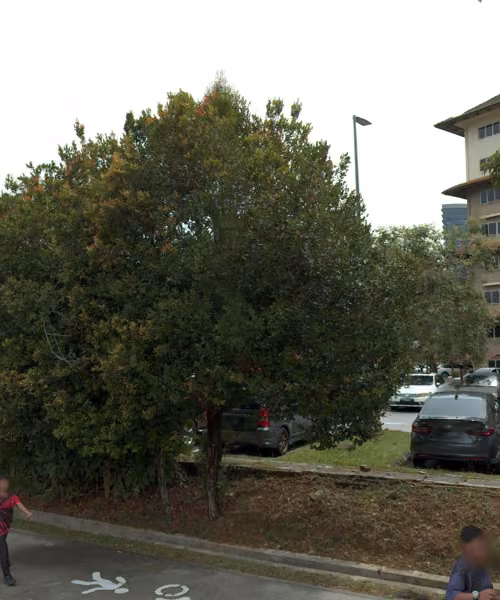 tree photo