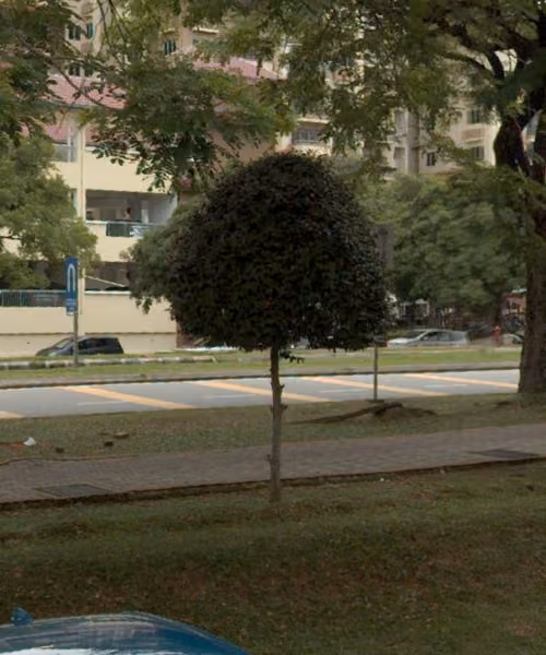 tree photo