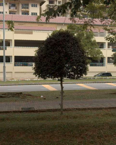 tree photo