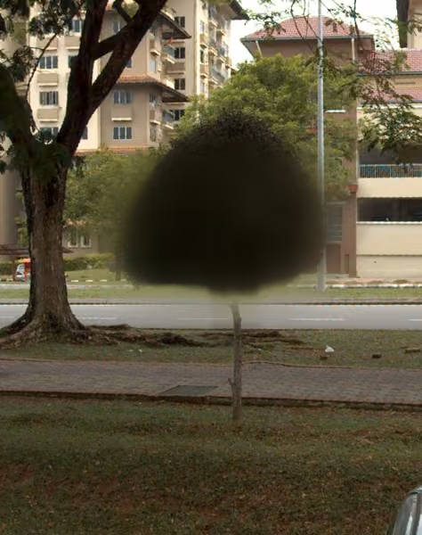 tree photo
