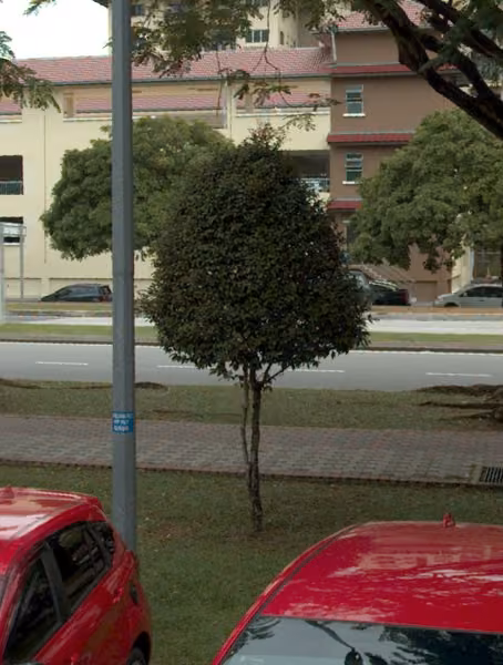 tree photo