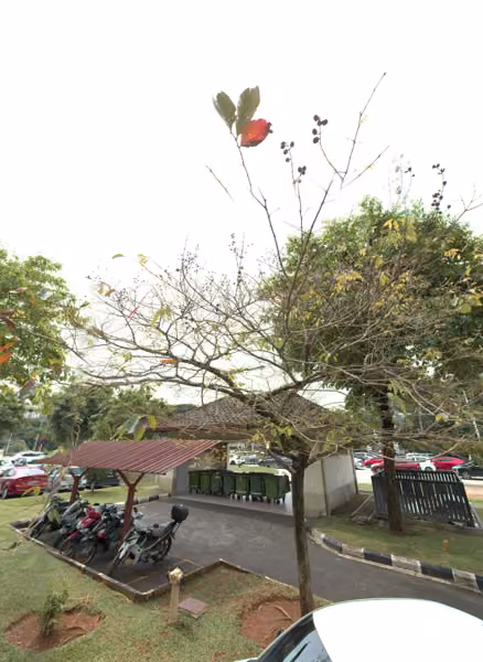tree photo