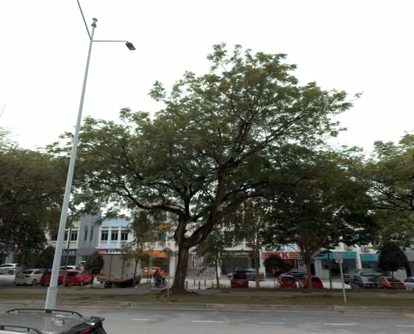 tree photo