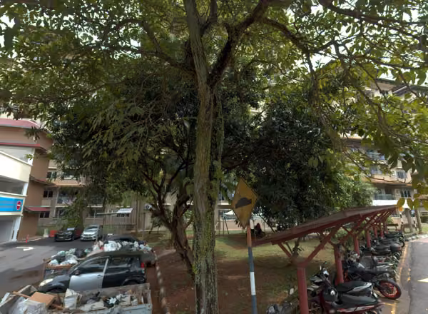 tree photo