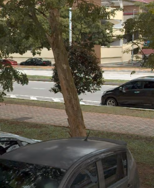 tree photo