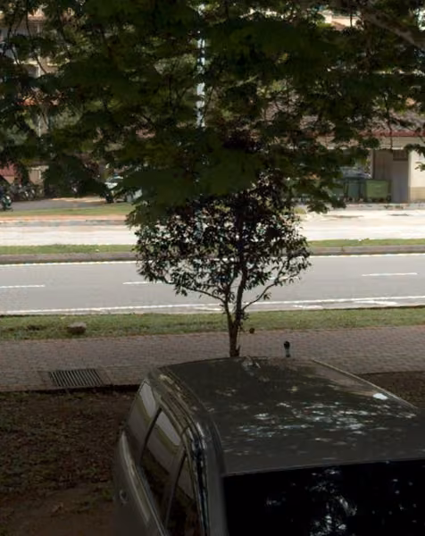 tree photo