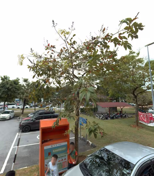 tree photo