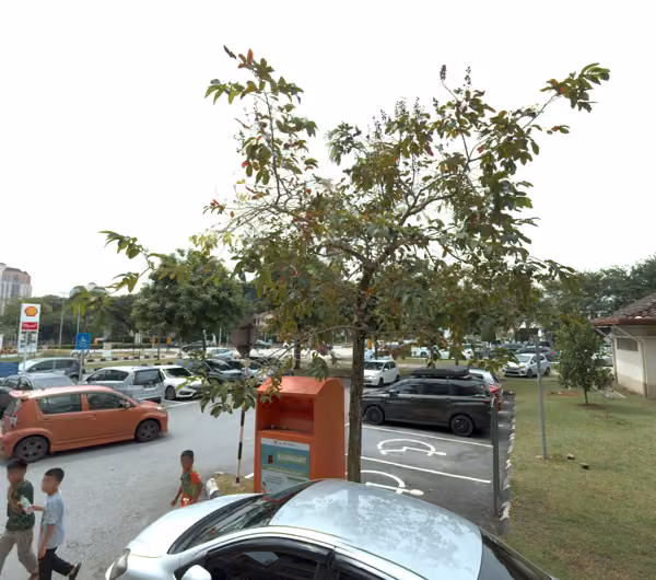 tree photo