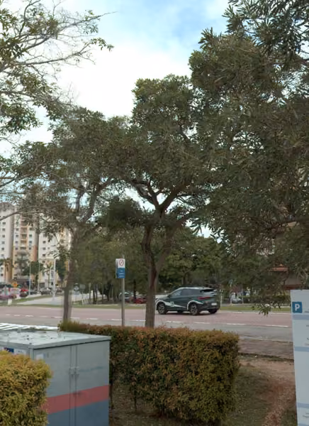 tree photo