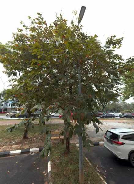 tree photo