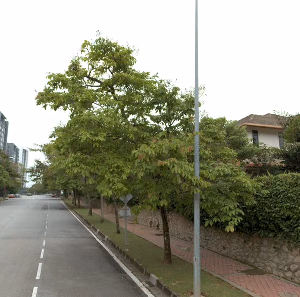tree photo