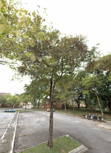 tree photo