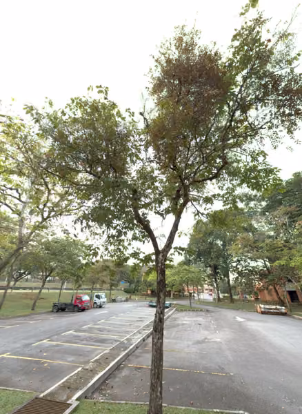 tree photo