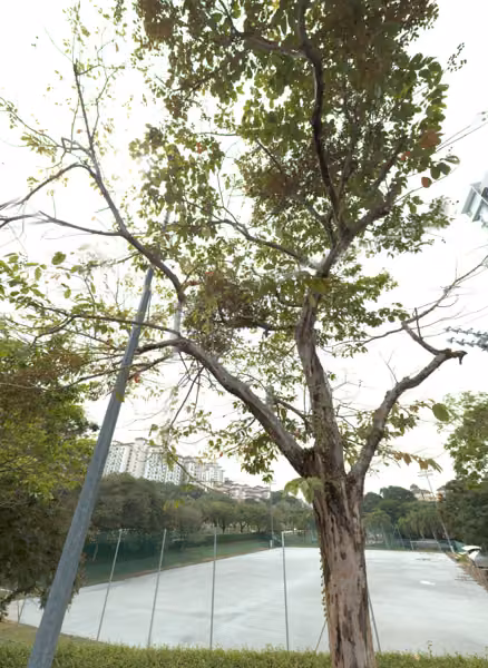 tree photo