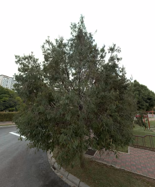 tree photo
