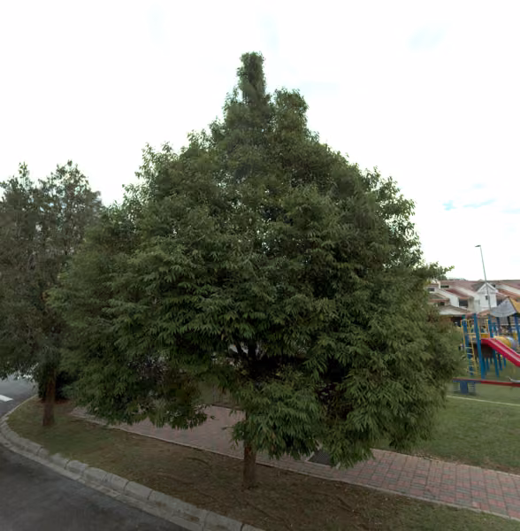 tree photo