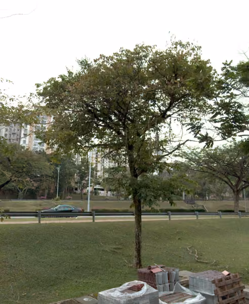tree photo