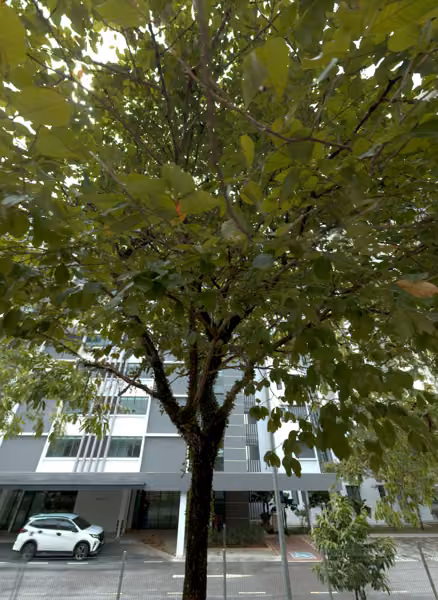tree photo